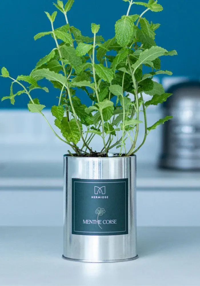 Boite Aromate Menthe